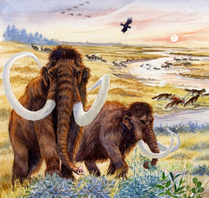 Theo các nhà nghiên cứu, trong suốt hàng triệu năm, voi ma mút đã lang thang khắp Trái đất. Thậm chí, loài động vật khổng lồ này tồn tại ngay cả khi con người đã xuất hiện. Ảnh: Pinterest.