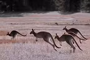 Các nhà nghiên cứu cho biết chuột túi kangarroo và chuột túi wallaby hiện là các loài chuột túi lớn nặng trên 5 kg thường di chuyển bằng cách nhảy trên 2 chân. Ngoài ra, một số loài thú có túi khác nhỏ hơn cũng di chuyển theo cách này. Ảnh: Norbert Wu/Getty Images.