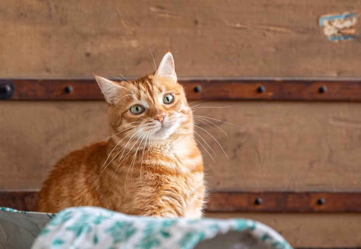 Về sau, binh sĩ được cử đến tu viện để kiểm soát tình hình. Các nữ tu bị binh lính đánh bằng roi da. Họ bị đánh cho tới khi không còn tạo ra âm thanh giống tiếng mèo kêu. Ảnh: four-paws.org.au.