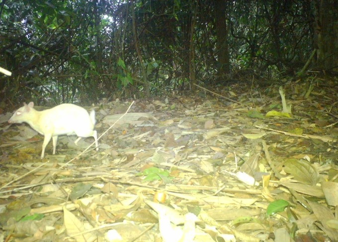 Cá thể cheo cheo Nam Dương bạch tạng cũng giống như những cá thể cheo cheo Nam Dương bình thường khác. Điểm khác biệt duy nhất là cá thể bạch tạng sở hữu bộ lông khắp cơ thể có màu trắng mịn, nhìn rất đẹp. Ảnh: SGGP.