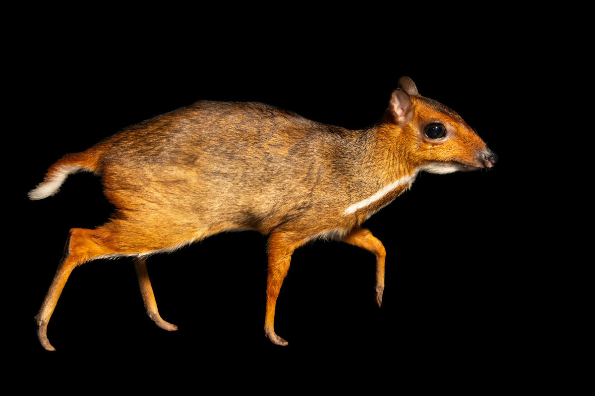 Cả cá thể đực và cái đều không có sừng, răng nanh mọc dài ngoài mép (ở con đực dài hơn con cái), thiếu răng cửa trên. Cheo cheo Nam Dương có bộ lông ngắn, mịn, màu nâu đỏ ở mặt trên nhạt dần ở hai bên, dọc giữa lưng đậm màu, dọc gáy có vệt lông đen, dưới cằm. Ảnh: joelsartore.