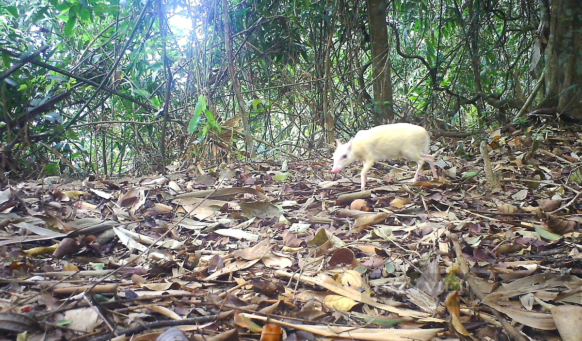 Cheo cheo Nam Dương có tên khoa học là Tragulus javanicus. Đây là động vật móng guốc chẵn nhỏ nhất thuộc họ cheo cheo. Ảnh: VQGVQ Vũ Quang.