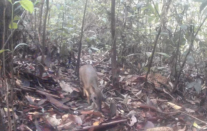 Loài cheo cheo Nam Dương nằm trong danh mục động vật rừng nguy cấp, quý, hiếm thuộc nhóm IIB, cần được bảo vệ, bảo tồn. Loài này có tên trong Sách đỏ Việt Nam (năm 2007) và được phân hạng VU (sẽ nguy cấp). Ảnh: Khu bảo tồn thiên nhiên Hòn Bà.