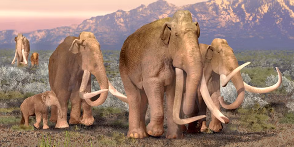 "Việc tìm thấy chiếc ngà voi ma mút trên khiến thế giới cổ đại trở nên sống động. Tôi không thể không tưởng tượng ra cảnh con vật khổng lồ đó lang thang trên những ngọn đồi ở trang trại O2 và những người đối mặt với những chiếc ngà khổng lồ đó chỉ với một công cụ bằng đá trong tay", Will Juett, người quản lý trang trại O2, chia sẻ. Ảnh: NPS Photo.