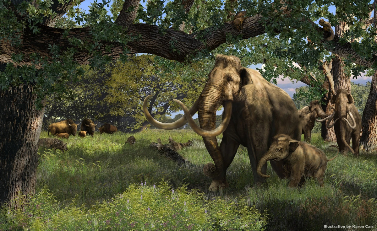 Các nhà nghiên cứu đã đưa ra một số nguyên nhân có thể dẫn đến sự tuyệt chủng của loài voi ma mút Columbia, bao gồm biến đổi khí hậu, săn bắt của con người và bệnh tật. Ảnh: Illustration by Karen Carr/Perot Museum of Nature and Science.