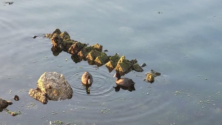 Theo thông báo trên mạng xã hội, thị trưởng Josi cho hay các nhà khảo cổ đã tìm thấy những bức tường của căn biệt thự La Mã trên. Ảnh: Facebook.