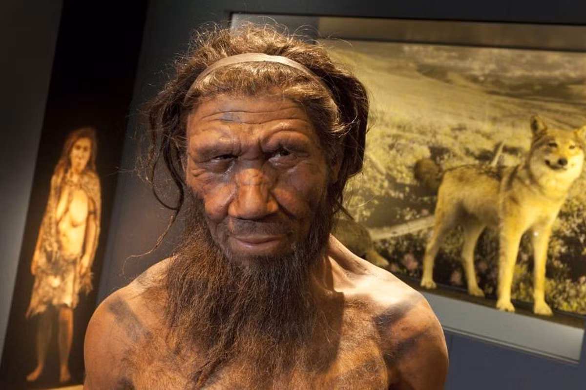 Phát hiện mới cho thấy mối liên hệ giữa con người với các nhóm người hominin khác thay vì sống độc lập. Đồng thời, việc nghiên cứu thời kỳ giữa đồ đá cũ Levant giúp giải mã lịch sử loài người trong giai đoạn quan trọng này. Ảnh: The Natural History Museum, London.