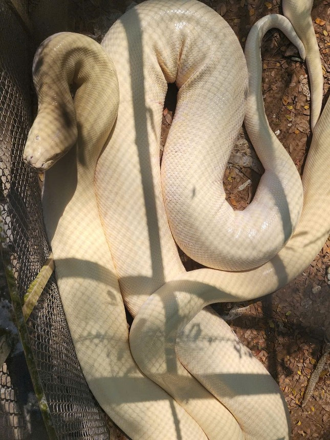 Do kích thước của con trăn bạch tạng ngày càng lớn nên gia đình quyết định tặng cho Trại rắn Đồng Tâm để phục vụ công tác bảo tồn và nhân giống. Ảnh: Tiền phong.