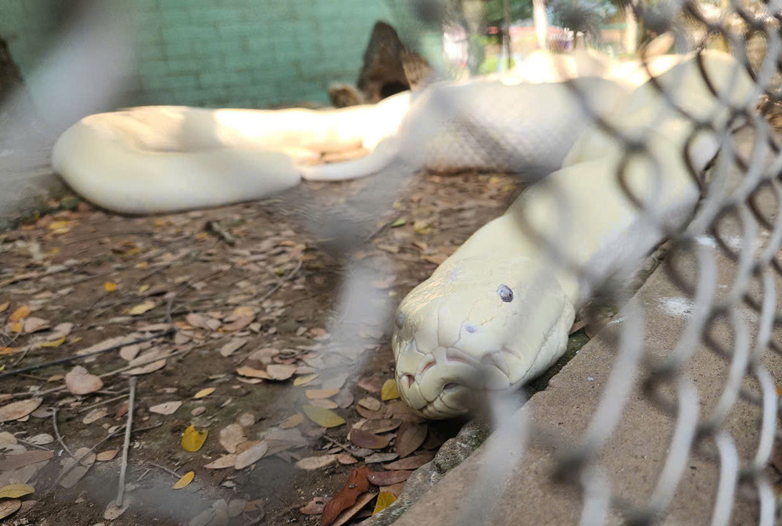 Khi trưởng thành, trăn bạch tạng có chiều dài ước tính khoảng 4 - 6m, nặng khoảng 100 kg. Tuổi thọ của chúng khoảng 25 năm. Ảnh: T.X/Vietnamnet.