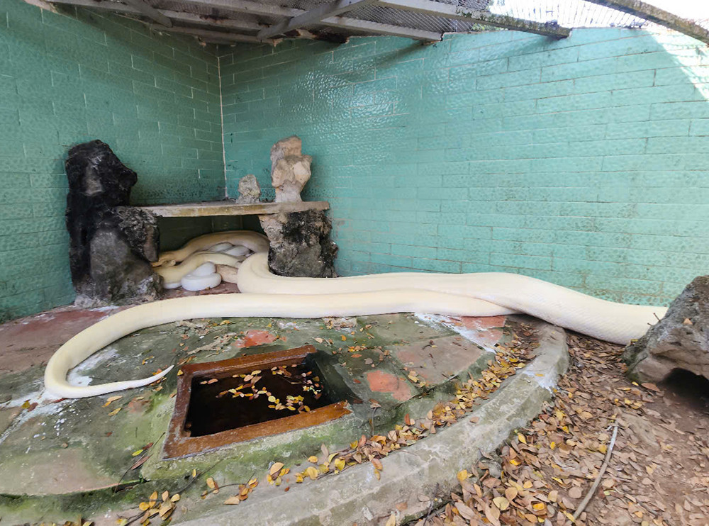 Vào mùa sinh sản, trăn bạch tạng thường đẻ 12 - 48 trứng và thời gian ấp trứng từ 2 - 3 tháng. Ảnh: T.X/Vietnamnet.