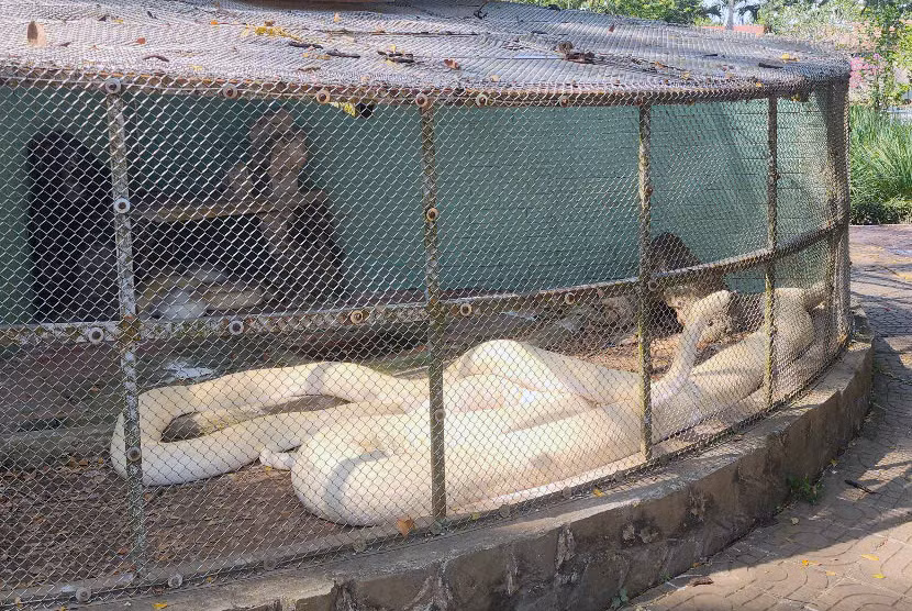 Thức ăn chủ yếu của trăn bạch tạng gồm chim, gà, vịt, chuột... Ảnh: T.X/Vietnamnet.