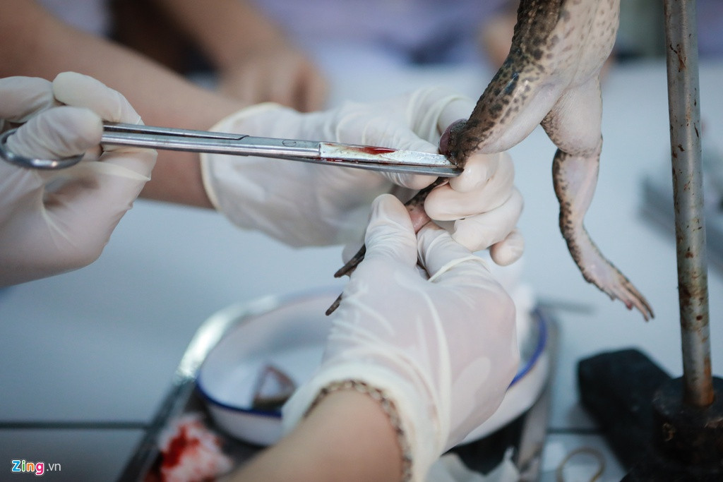 Khi học lý thuyết ở giảng đường, sinh viên có thể không đeo hoặc chỉ đeo khẩu trang thường để tránh lãng phí. Ở các phòng thí nghiệm, phòng thực hành, công tác khử khuẩn, vệ sinh tiến hành nghiêm ngặt hơn bình thường. Sinh viên đều đeo khẩu trang, găng tay và tuân thủ quy trình rửa tay, cởi áo blouse trắng. Ảnh: Phương Lâm.