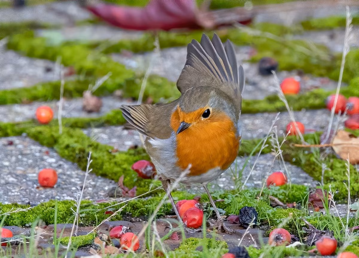 Tu nay den Tet, 4 con giap su nghiep len, phuc khi vuong-Hinh-4