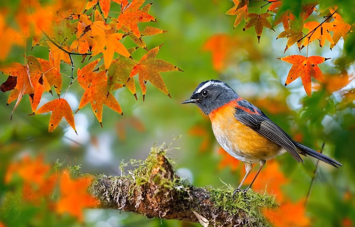 Tu nay den Tet, 4 con giap su nghiep len, phuc khi vuong-Hinh-2
