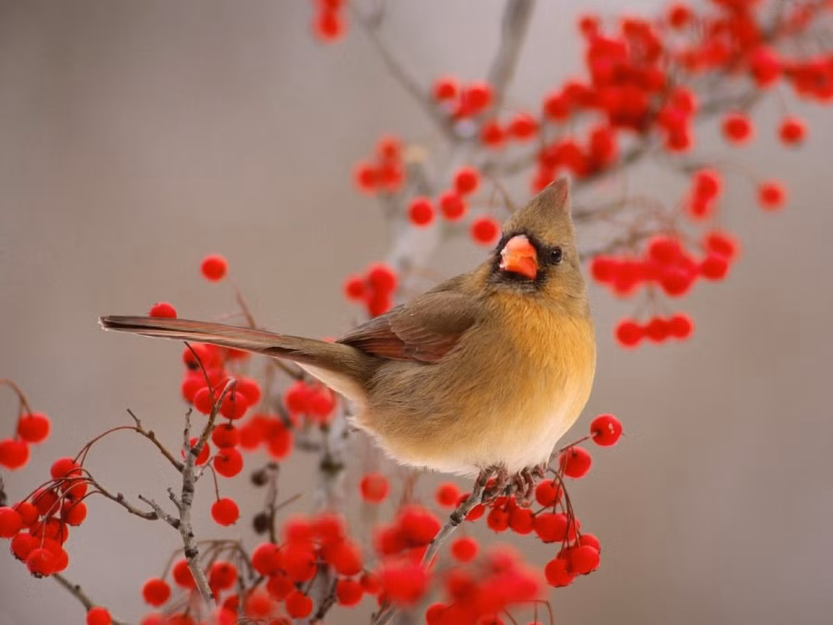Tu nay den Tet, 4 con giap su nghiep len, phuc khi vuong-Hinh-3
