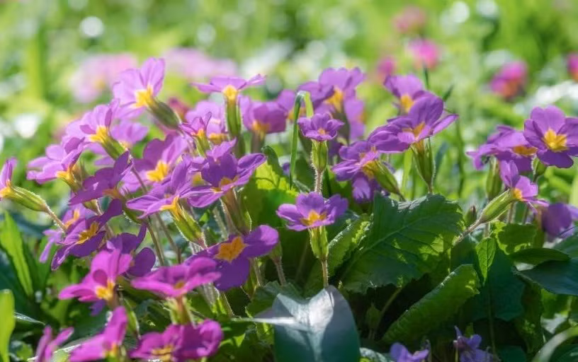 3 con giap co duc mac suc ma an, lam gi cung thanh cong-Hinh-3