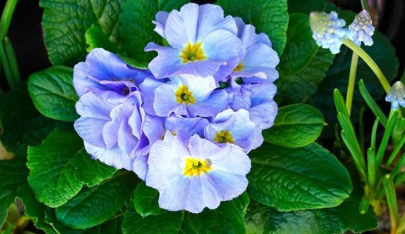 3 con giap co duc mac suc ma an, lam gi cung thanh cong