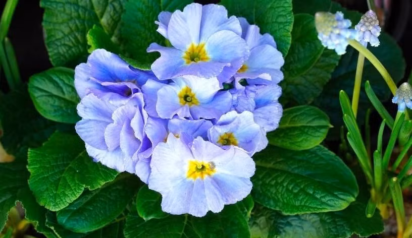 3 con giap co duc mac suc ma an, lam gi cung thanh cong