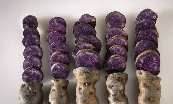 Loai cu co dinh duong tuong duong 20 qua tao, 50 qua ca chua-Hinh-2