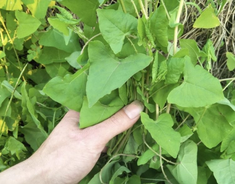 Cay la moc “chum nho 3 mau”, hai ngay dem ban kiem “bon tien”-Hinh-3