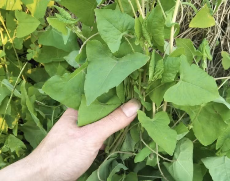 Cay la moc “chum nho 3 mau”, hai ngay dem ban kiem “bon tien”-Hinh-3