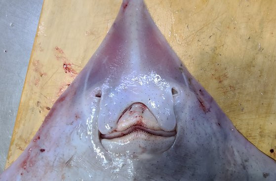 Nhung mon an Han Quoc khien du khach khiep so lan dau nhin thay-Hinh-4