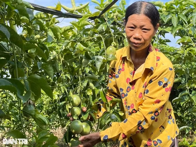 Loai cay trong mot lan, thu hoach nhieu nam, lai gap 3 ngo san