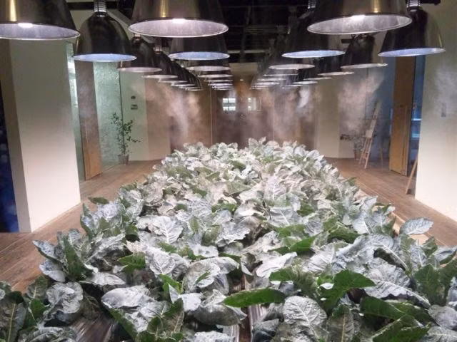 Một vườn rau xanh mướt được chăm sóc rất chu đáo. Tổng diện tích "nông trại thành thị" trong tòa nhà này vào khoảng 4000 m2, trong đó các loại rau quả được cung cấp cho nhà bếp của tập đoàn này. 