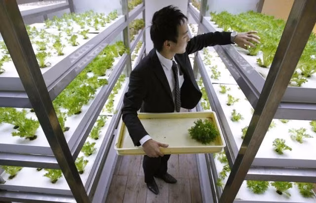 Không gian xanh mát được tạo ra ở khắp mọi nơi ngay cả trần phòng họp từ dây rau cà chua. Nông trại trồng rau này rất hiện đại và được trang bị đầy đủ các thiết bị như trong các nông trại chuyên trồng rau trong nhà kính. 