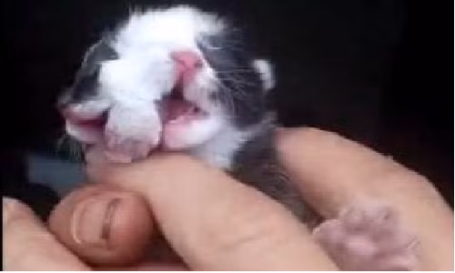 Meo hai mat ky di, keu “meo meo” tren tay nguoi