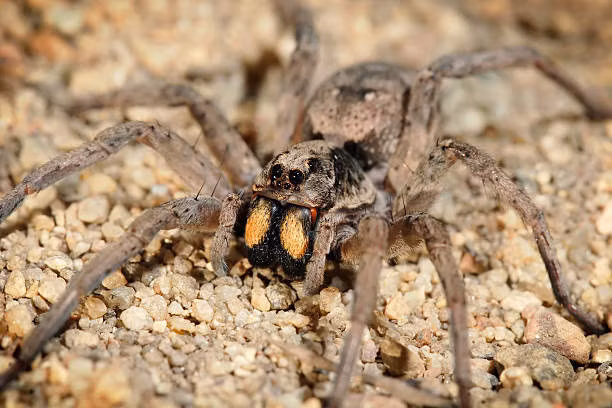 Nhện thợ săn khổng lồ: Được xem là loài nhện lớn nhất thế giới tính theo sải chân (có thể đạt 30 cm), nhện thợ săn khổng lồ chủ động săn tìm con mồi. Chúng thường xuất hiện khắp châu Á, Australia và Nam Mỹ. Tuy nhiên, phiên bản khổng lồ chỉ có ở Lào, và mới được phát hiện vào năm 2011. Chúng có vẻ ngoài đáng sợ, nhưng nọc độc không mạnh và không gây hại cho người bình thường. Ảnh: iStock. 