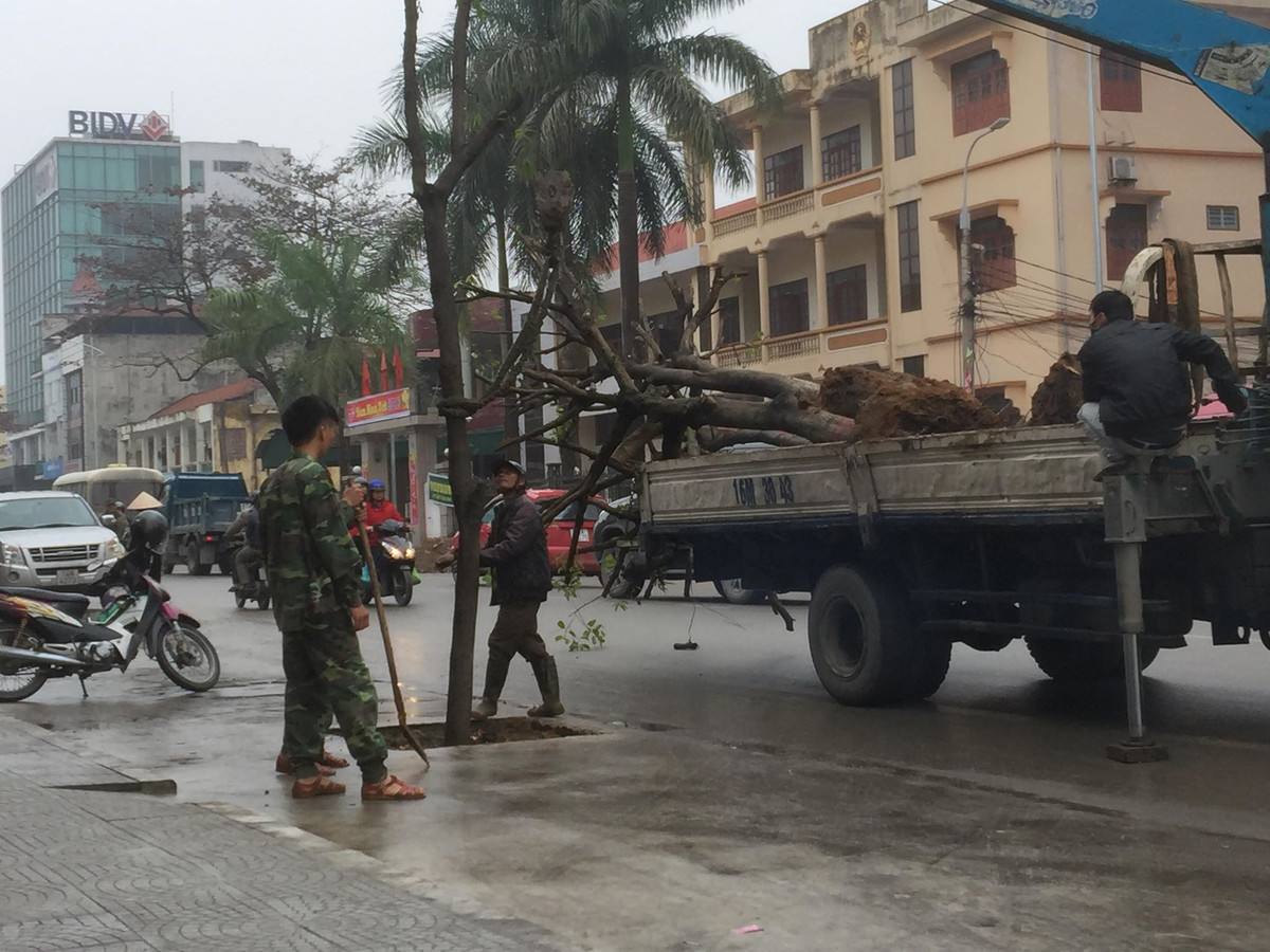 Trước đó, Kiến Thức đã đưa tin, nhiều người dân sinh sống ở thành phố Uông Bí thắc mắc vì hàng trăm cây xanh được trồng dưới lòng đường. Người dân lo lắng việc trồng cây “kỳ lạ” này sẽ tiềm ẩn nguy cơ tai nạn giao thông, nhất là khi các cây trồng to lên theo thời gian sẽ ngả ra đường và khi bão gió phải chằng chống gốc cây bằng các cây gỗ sẽ cản trở giao thông. 
