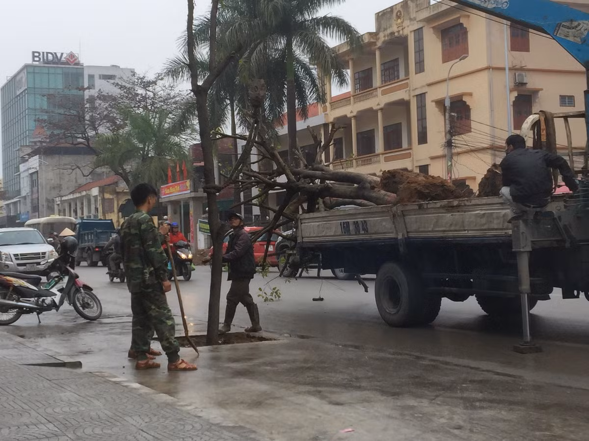 Trước đó, Kiến Thức đã đưa tin, nhiều người dân sinh sống ở thành phố Uông Bí thắc mắc vì hàng trăm cây xanh được trồng dưới lòng đường. Người dân lo lắng việc trồng cây “kỳ lạ” này sẽ tiềm ẩn nguy cơ tai nạn giao thông, nhất là khi các cây trồng to lên theo thời gian sẽ ngả ra đường và khi bão gió phải chằng chống gốc cây bằng các cây gỗ sẽ cản trở giao thông. 