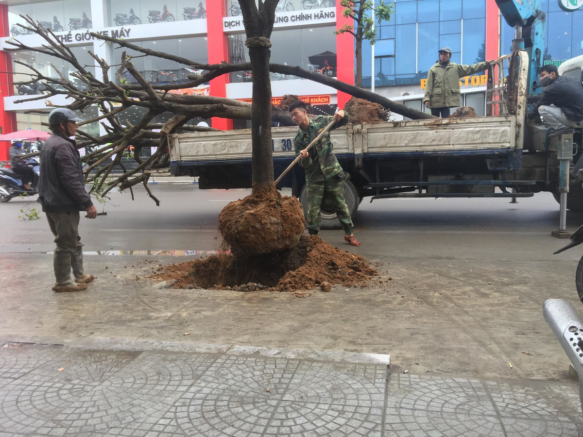 Dù được cho là ý tưởng hay những sáng nay 11/1, hàng cây trên đã bị nhổ khỏi vị trí trồng ở lòng đường.
