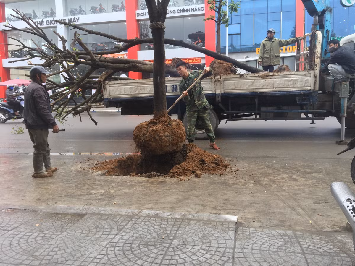 Dù được cho là ý tưởng hay những sáng nay 11/1, hàng cây trên đã bị nhổ khỏi vị trí trồng ở lòng đường.