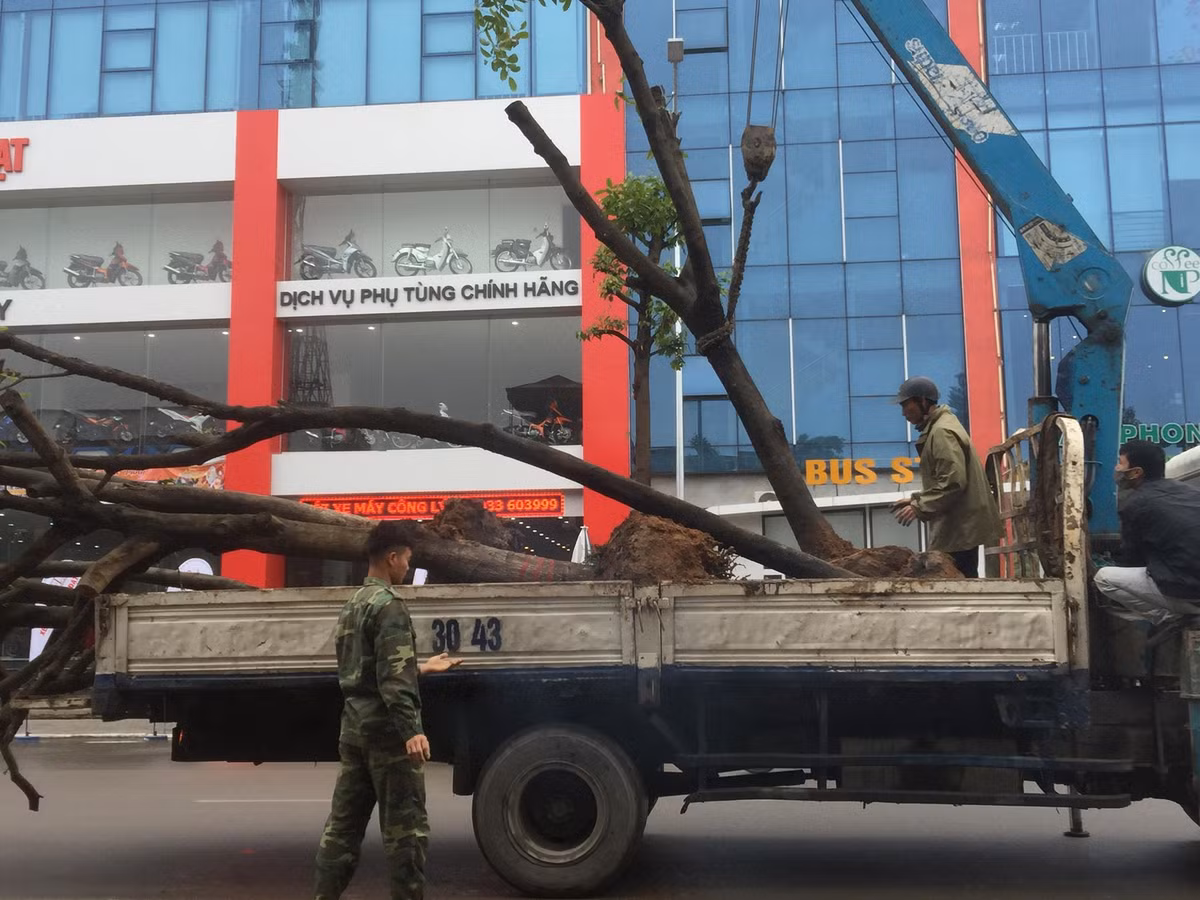 Chiếc xe cẩu cây lên và nhanh chóng di chuyển về bãi ươm.