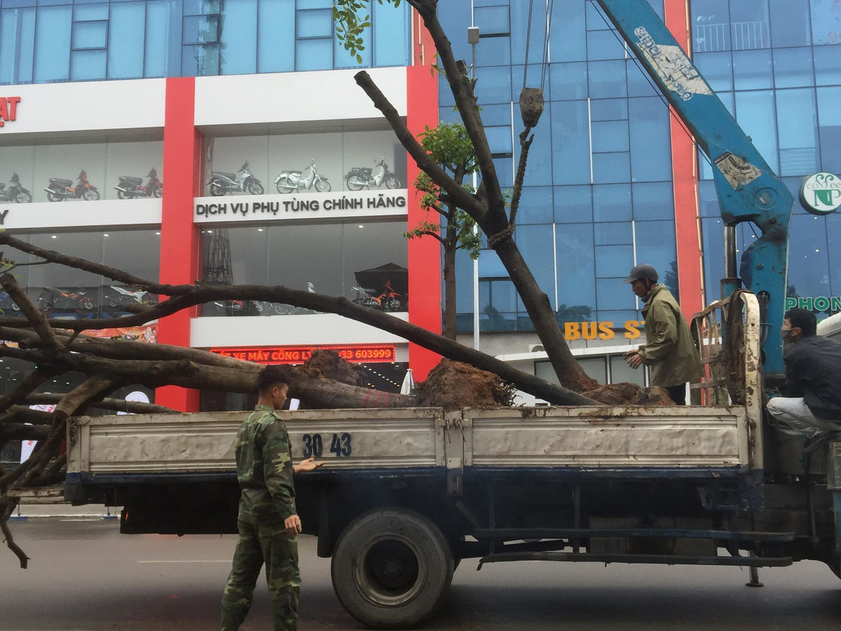 Chiếc xe cẩu cây lên và nhanh chóng di chuyển về bãi ươm.