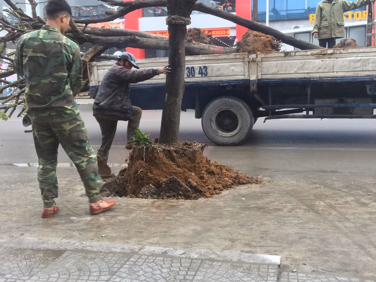 Anh: Nho hang cay trong duoi long duong o thanh pho Uong Bi-Hinh-2