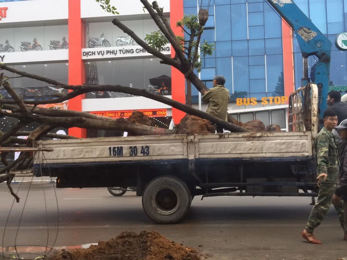 “Đường này có rất nhiều ý tưởng rất hay. Đúng là trồng ở chỗ bãi tĩnh đó là tốt nhưng người dân lầm tưởng. Hiện người dân có nhiều ý kiến trái chiều nên Sở Xây dựng và tỉnh Quảng Ninh yêu cầu tạm dừng để tuyên truyền vận động”, ông Nguyễn Văn Hùng nói và cho biết: “Tại dự án này, tôi và Chủ tịch thành phố còn đang sáng tác chỗ này. Tôi nghĩ tỉnh Quảng Ninh còn chưa có chỗ nào làm đâu”.