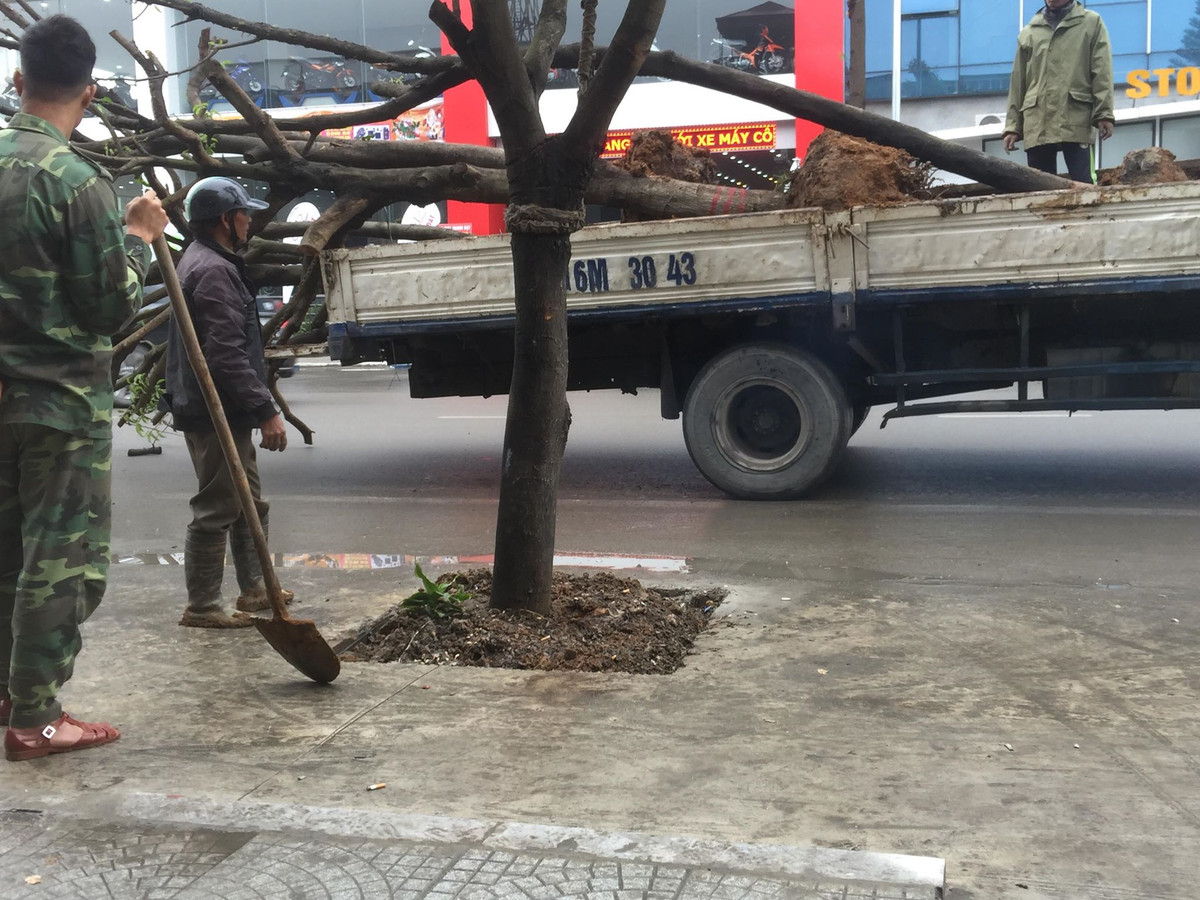 Ông Nguyễn Văn Hùng, Giám đốc Ban Quản lý Dự án đầu tư xây dựng thành phố Uông Bí cho biết, mới đây Sở Xây dựng tỉnh Quảng Ninh đã yêu cầu không trồng cây nữa, để xem và rút kinh nghiệm để trồng cây chỗ nào cho phù hợp. 