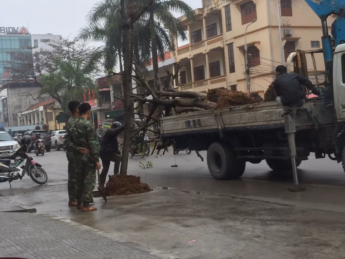Trong đó, đối với hạng mục cây xanh: Tiến hành di chuyển cây xanh để tạo mặt bằng thực hiện dự án. Đồng thời, thay thế những loại cây không phù hợp quy hoạch cây xanh của thành phố. Quá trình trồng mới, trồng lại cây xanh chọn những cây to, nhanh cho bóng mát, đồng bộ và tạo cảnh quan đô thị. Giữa các cây bóng mát dọc vỉa hè tuyến phố sẽ bố trí đan xen các chậu hoa di động trang trí.