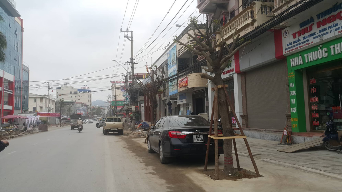 Ngay khi hàng cây mọc lên nơi đây đã được tận dụng làm nơi đỗ xe.