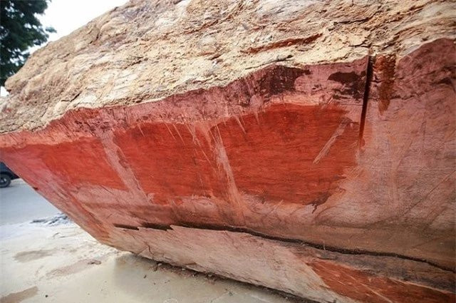 Gỗ quý 5.000 năm tuổi ở Việt Nam có giá 10 tỷ - Hình 2 Go quy 5.000 nam tuoi o Viet Nam co gia 10 ty-Hinh-2