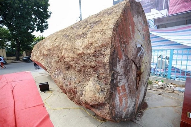 Gỗ quý 5.000 năm tuổi ở Việt Nam có giá 10 tỷ - Hình 3 Go quy 5.000 nam tuoi o Viet Nam co gia 10 ty-Hinh-3