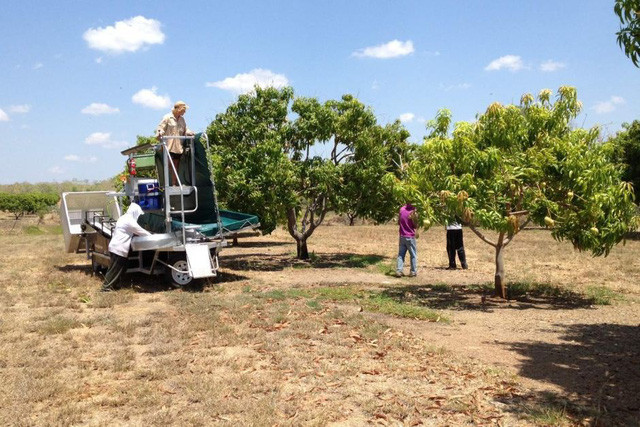 Can canh loai xoai nhin gia den nha giau cung phai “cam nin”-Hinh-5