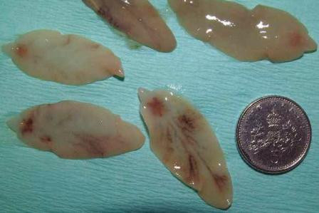 Tranh thu nay de khong chet hut nhu thanh nien mac san la phoi-Hinh-2