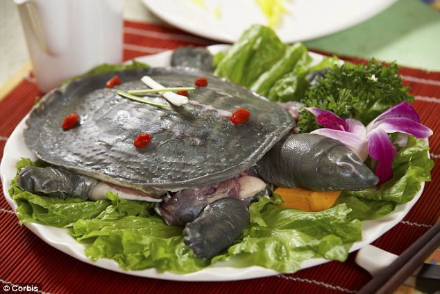 Nhiều người cho rằng món ăn chỉ phù hợp với những người lắm tiền nhiều của trong khi loài rùa bị đe dọa nghiêm trọng. Ảnh: Internet.