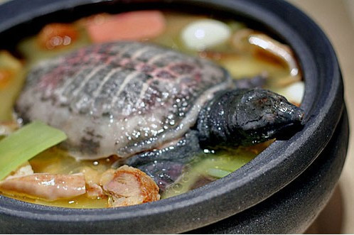 Mặc dù thơm ngon, bổ dưỡng song súp rùa nguyên con vấp phải sự phản đối của không ít người.