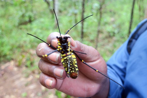 Cách chế biến khá đơn giản. Nếu không mang theo xoong nồi thì xâu từng con lại trong xiên tre rồi nướng trên than củi. Còn không, thì rang nhện bằng nước mắm hoặc muối cho đậm đà. Nhện rừng ăn vào vừa bùi vừa béo, có chút tơ nhện rất đặc trưng.