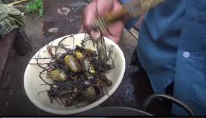 Tuy nhiên, không phải loại nào cũng ăn được. Chỉ có người đồng bào sống lâu năm ở đây mới phân biệt được nhện độc và không độc. Nếu ăn nhầm nhện độc có thể gây tử vong.